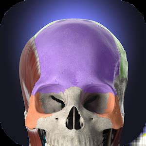 Anatomyka – 3D Human Anatomy Atlas – KYOO