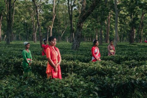 Assam’s tea plantation workers: Why are they in the news?