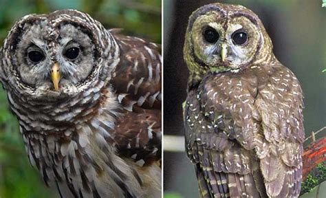 Spotted Owl Vs Barred Owl: Identification, Differences, Similarities