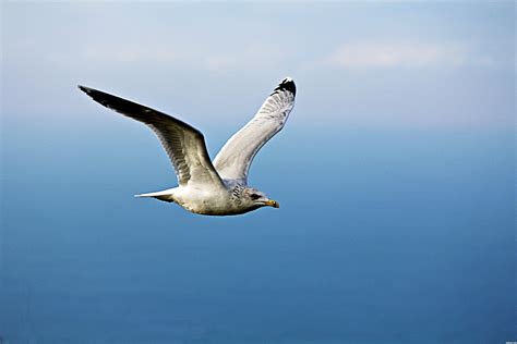 3330x1839px Flying Seagull Bird | #482028 | Bird, Animals, Seagull