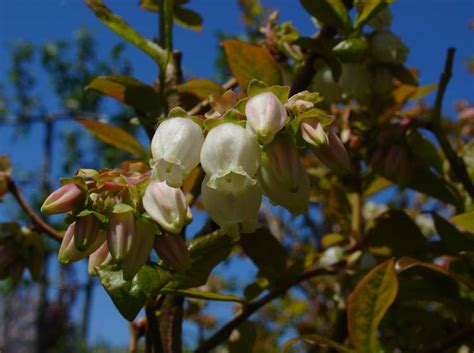 Native Plants - Surfing Hydrangea Nursery, Inc.