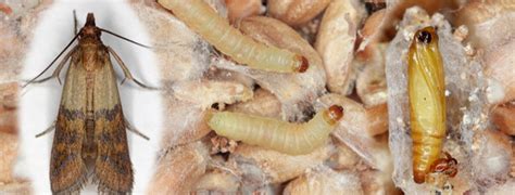 How to Get Rid of Pantry Moths - DIY Pest Control