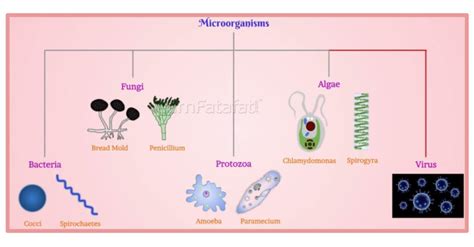 apsg: mind map of microorganisms.