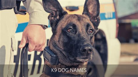 Ultimate List of the Top 500+ Police Dog Names - Cop, K9, Law Enforcement Dog Name Ideas for Puppies