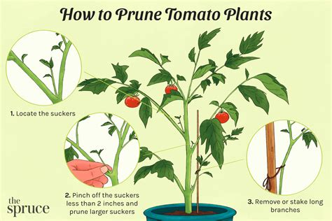 When to Prune Tomato Plants: Maximize Your Harvest - Garden Fill