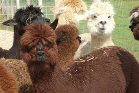 40+ Adorable Alpaca Farms Near Me - Days Out On The Farm