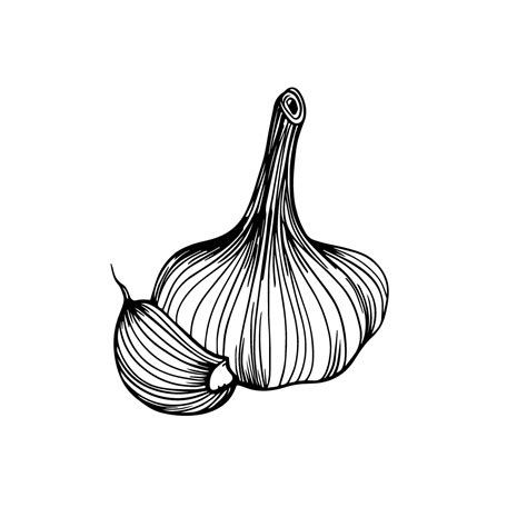 Garlic hand drawn sketch. Garlic head and clove. Strengthening the immune system. Illustration ...