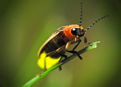 How Do Fireflies Produce Light?