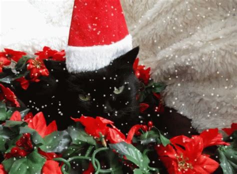 Santa Hat Happy Holidays GIF - SantaHat HappyHolidays Poinsettia - Discover & Share GIFs