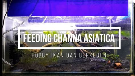 Feeding Channa Asiatica Dalam Satu Colony Aquascape Tank - YouTube