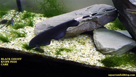 Black ghost knife fish care-Total care diet and breeding guide