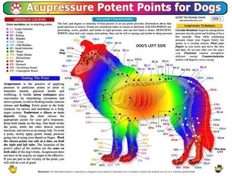 Pressure points for dogs | Animal acupressure, Acupressure, Acupressure ...