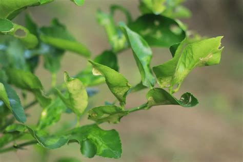 Why Your Lemon Tree Leaves Curling And How To Fix Them