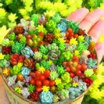 Lithops Succulent Flower Seeds OutletTrends.com Free Shipping Up to 70% OFF