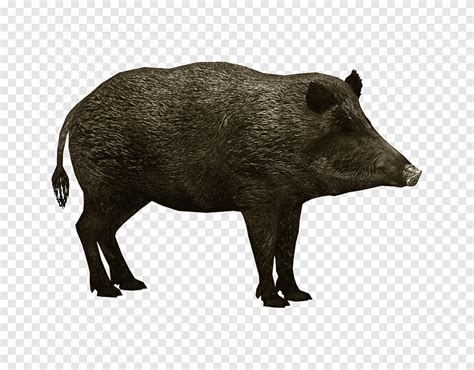 Boar, Boar png | PNGEgg