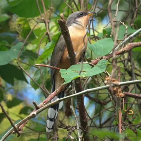 Mangrove cuckoo - Facts, Diet, Habitat & Pictures on Animalia.bio