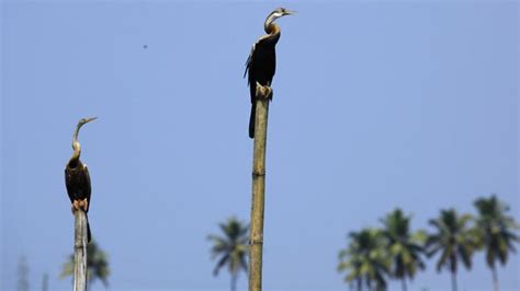 Kumarakom Bird Sanctuary, Kottayam | Kerala Tourism | Kerala tourism, Tourism, Kerala