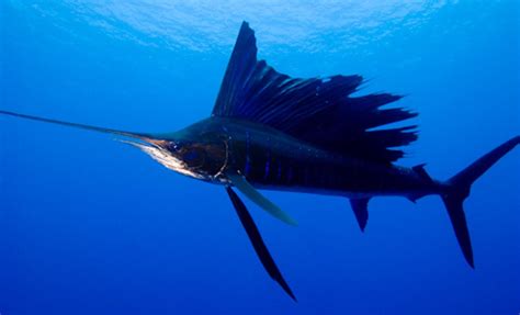 Atlantic Sailfish Information and Picture | Sea Animals