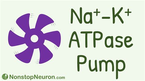 Na-K-ATPase Pump