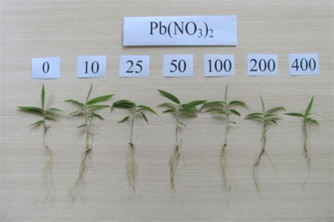 Effect of Pb on the growth of Moso bamboo seedlings at the time of ...