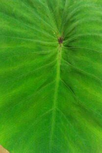 Greenivorous: Coconut Taro Leaf Soup