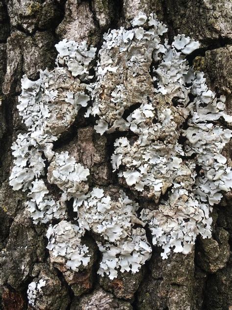 Tree Lichens: Treating Lichen On Tree Bark