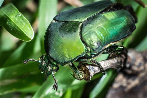 Flying Beetles: Identification and Prevention Tips - A-Z Animals