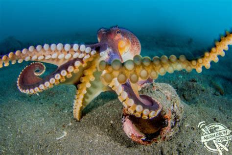 Beautiful Underwater Photos Show Octopuses on the Floor of the Pacific ...