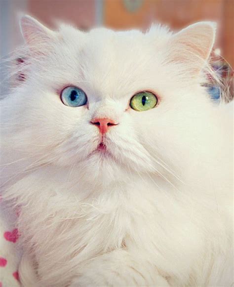 Cat Breeds In Korea - Pets Lovers