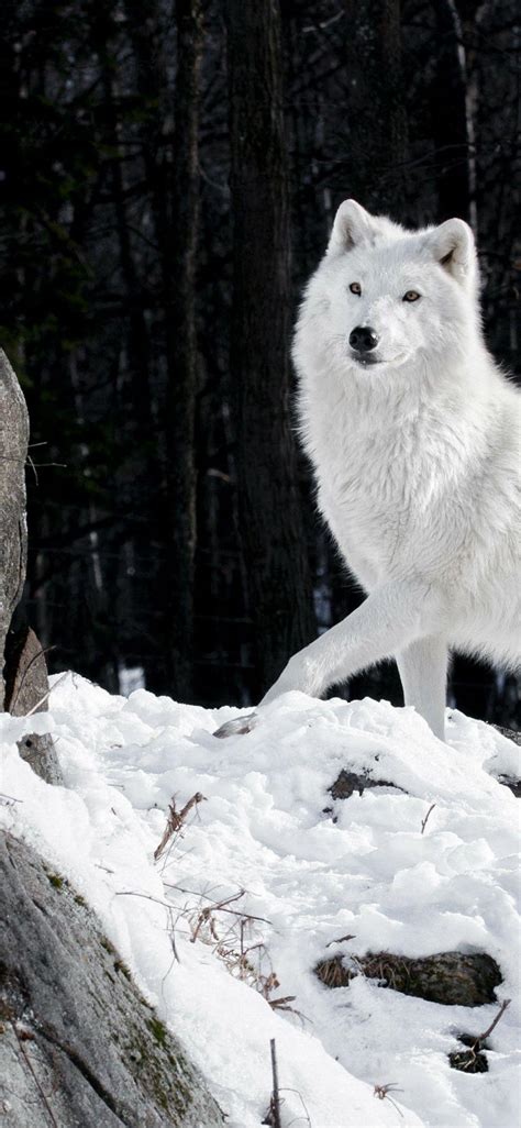 Snow Wolf Wallpaper