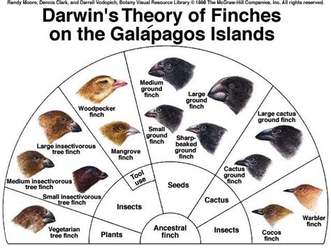 Finches and evolution | Finch, Darwin evolution, Animal study