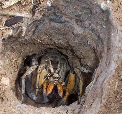 Wolf spider | arachnid | Britannica.com