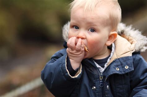 Boy Eating Bread Free Stock Photo - Public Domain Pictures