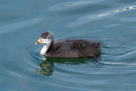 Eurasian coot duck, fulica atra, baby Photograph by Elenarts - Elena Duvernay photo | Fine Art ...