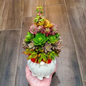 Large Succulent Gnome Arrangement - Etsy