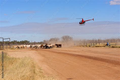 Modern cattle mustering with a helicopter and motorbikes instead of ...