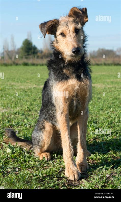 portrait of a mix airedale terrier in the nature Stock Photo - Alamy