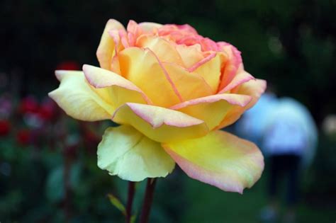 Plant a Peace Rose in Honor of National Peace Rose Day - Western Garden Centers