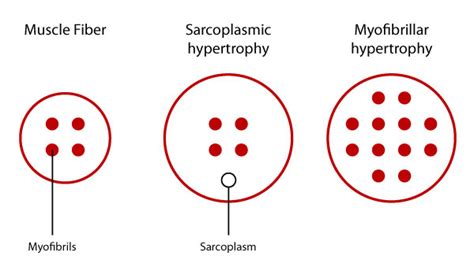 Types of Skeletal Muscle Hypertrophy - Sarcoplasmic Hypertrophy vs. Myofibrillar Hypertrophy ...