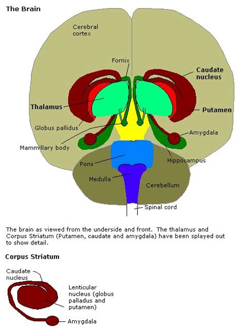 The Amygdala The Amygdala in 60 seconds from The Neuropsychotherapist on Vimeo… | Brain system ...