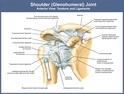 Medical Transcription: Rotator cuff