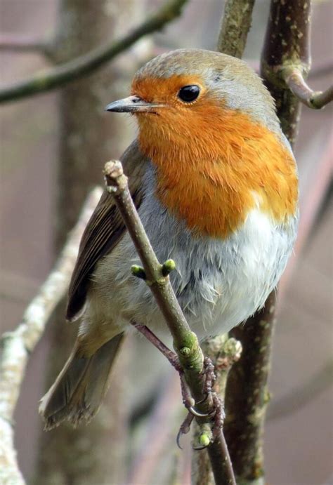 What does it mean when You See a Red Robin? 7 Spiritual Meanings