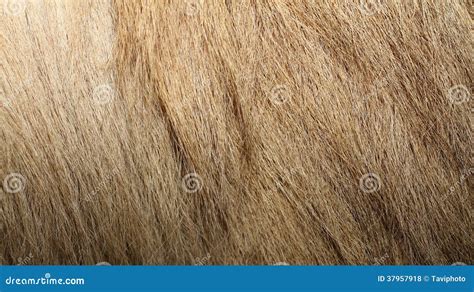 Bactrian Camel Textured Fur Stock Photo - Image of skin, brown: 37957918