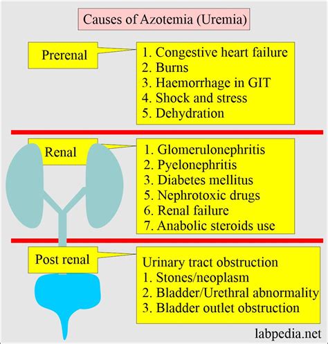 Low bun creatinine ratio normal range - holfeditor