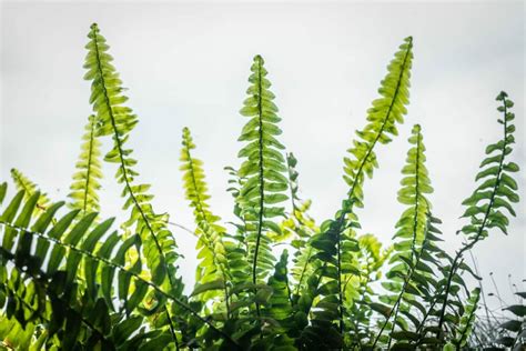 9 Common Boston Fern Pests and Diseases - Petal Republic