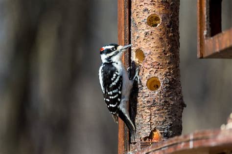 Hairy Woodpecker Pictures - AZ Animals