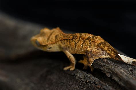 Super Tiger Crested Gecko For Sale | Fringemorphs