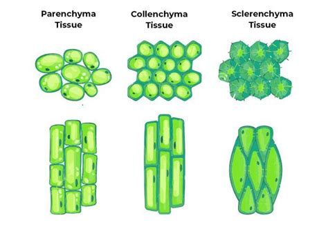 Parenchyma Cells Examples