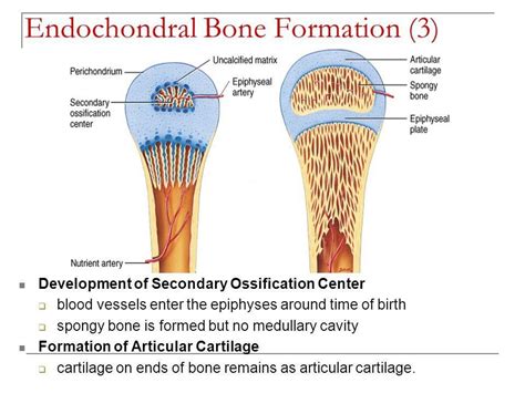 What in Endochondral Bone Formation?! : whatintarnation