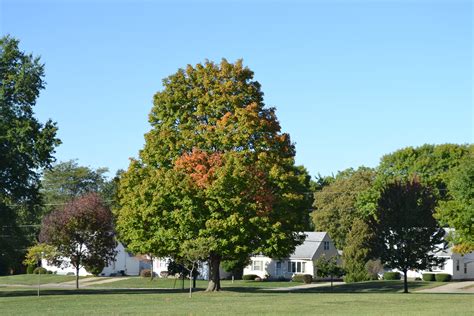 Trees listed for consideration in your lawn and landscape.